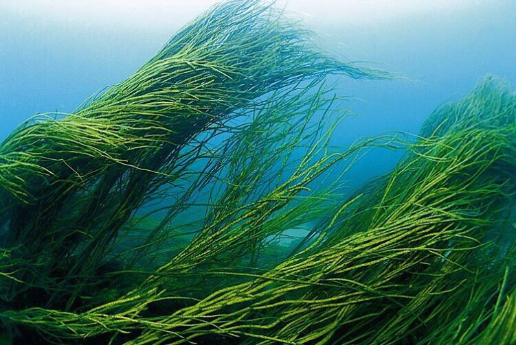 Натуральная маска для лица с порошком водоросли Спирулина Algae Exfoliate Powder Bio Way 20 гр. Таиланд